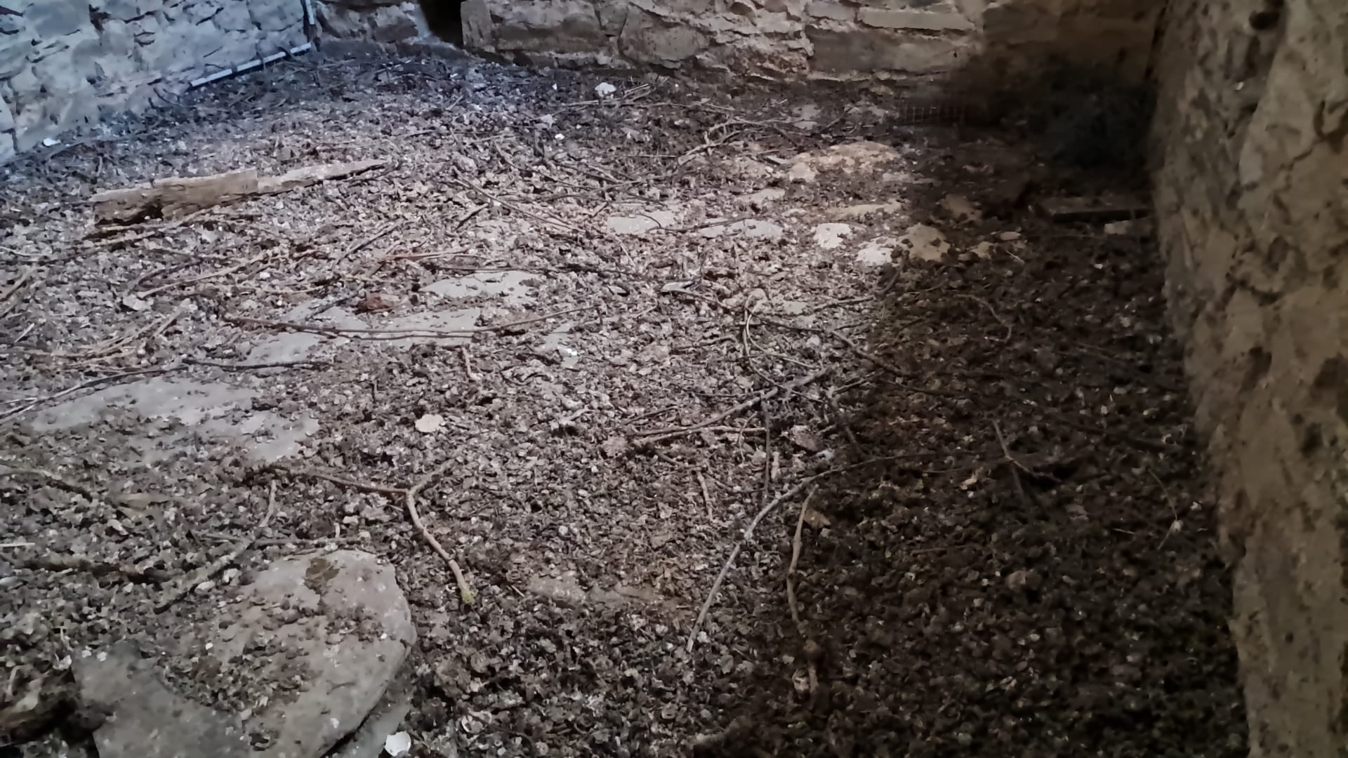 Comment prévenir la réapparition de fientes d’oiseaux après nettoyage ? WhatsApp Image 2025 03 13 A 11.11.04 9d82ffc0